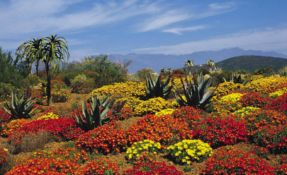 Ботанический сад Кирстенбош в ЮАР